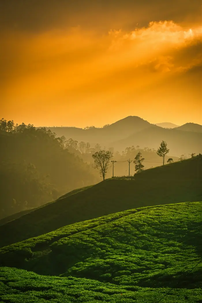 Tea-covered hills at sunset, Munnar