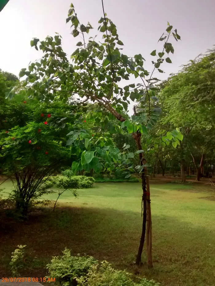 A park with young peepal trees, Paschim Vihar
